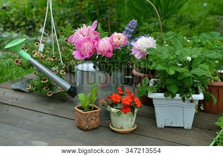Watering Can With Peony, Strawberry And Balsamine Flowers In Pots In The Garden. Vintage Botanical B
