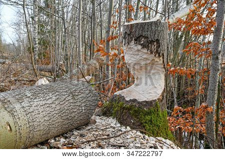 Bite Marks After Beaver On Tree Trunk