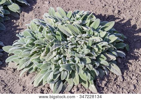 Bush Of The Stachys Byzantina With Young Leaves