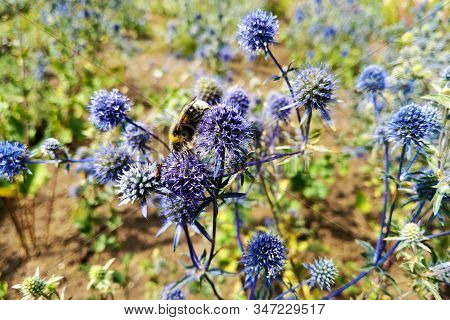 Blue Globe Thistle In Bloom In The Garden.