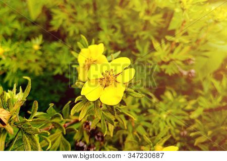 Damiana, Turnera Diffusa Is A Plant With Yellow Flowers, Used As Herbal Medicine.