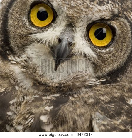 Gufo di Aquila anatraia - Bubo Africanus (8 mesi)