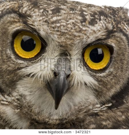 Plettede hornugle - Bubo Africanus (8 måneder)