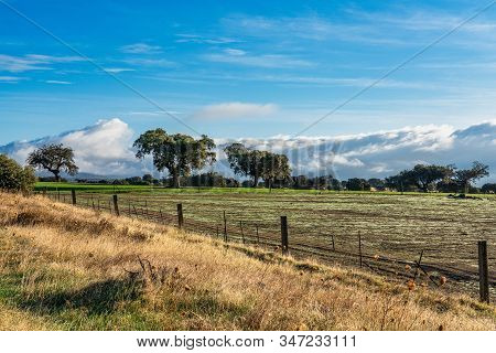 Olive Trees In The Fields Of Extremadura In Zorita Near Trujillo In Spain