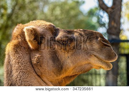 Dromedary, Camelus Dromedarius In Jerez De La Frontera, Andalusia In Spain