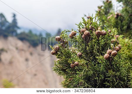 Spring Background With Pine Cones. Cupressus Sempervirens L.