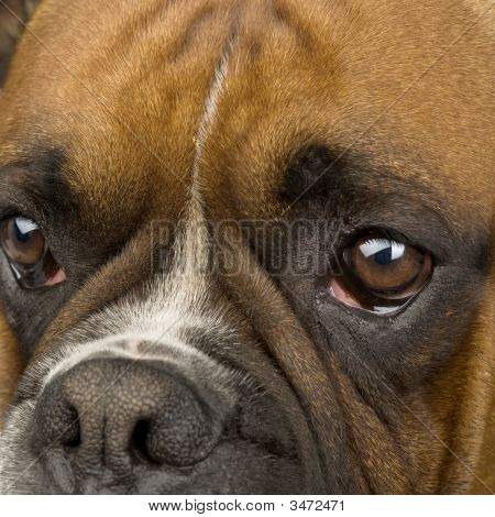 Boxer