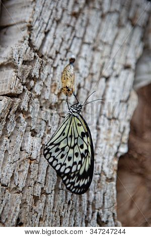 Monarch Butterfly, Milkweed Mania, Baby Born In The Nature.