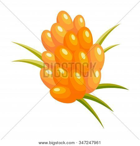 Sea-buckthorn Berries. Element For Design Vector Illustration.