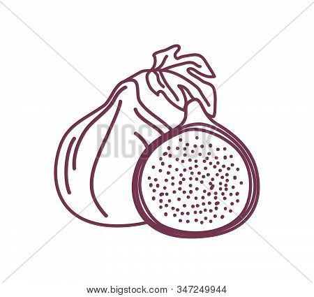 Two Isolated Figs Outline Design Vector Illustration Sketch. One Whole And One Half Fresh Fig Fruits