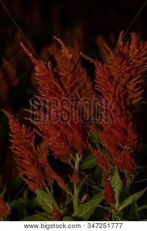 Beautiful Red Celosia, Phurua, Celosia Argentea L, Plumed Cockscomb, Celosia Cristata Flower The Fam