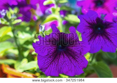 Two Blooming Purple Petunia (petun) In Summer Garden Close Up. , Violet Flowers With For The Cover, 