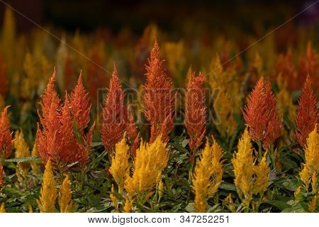 Beautiful Orange And Yellow Celosia, Phurua, Celosia Argentea L, Plumed Cockscomb, Celosia Cristata 