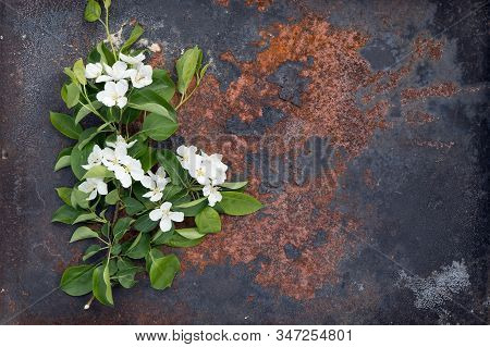 Creative Top View Apple Tree Blooming Flowers Brunch Frame On Millennial Pink Background With Copy S