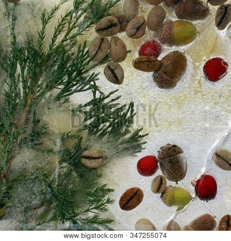 Background Of   Green Coffee Beans, Red Berry,  Acorn And Twig    In Ice   Cube With Air Bubbles. Fl