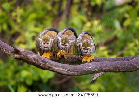 Three Common Squirrel Monkeys Sitting On A Tree Branch Very Close To Each Other