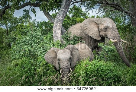 Elephants In Kruger National Park, South Africa.