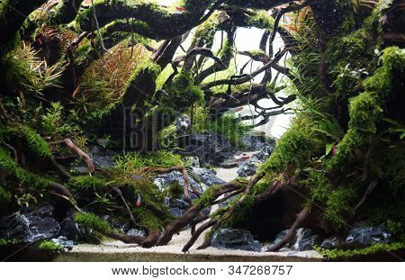 Close Up Image Of Beautiful Aquarium Planted Fish Tanks Hobbies