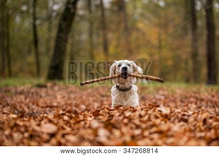 Young Golden Retriver Playing In Fallen Leaves