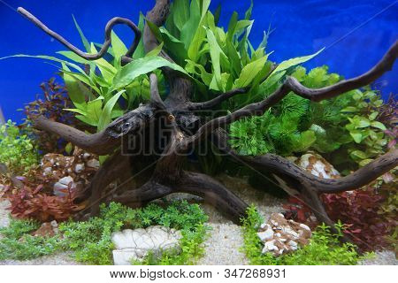 Close Up Image Of Aquarium Beautiful Freshwater Planted Wood Tanks