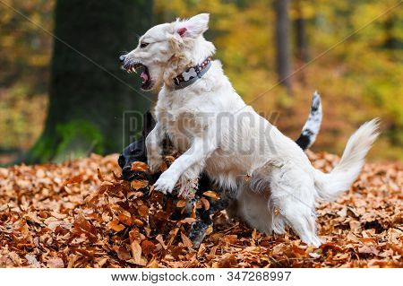Young Golden Retriver Playing In Fallen Leaves