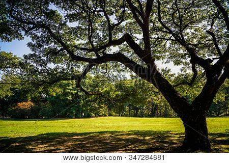 Green Tree Forest In City Park With Sunnny Day Light
