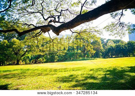 Green Tree Forest In City Park With Sunnny Day Light
