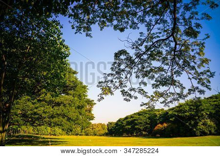Green Tree Forest In City Park With Sunnny Day Light