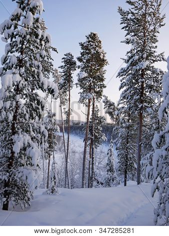Snow Covered Trees In Ivalo Finland During Winter