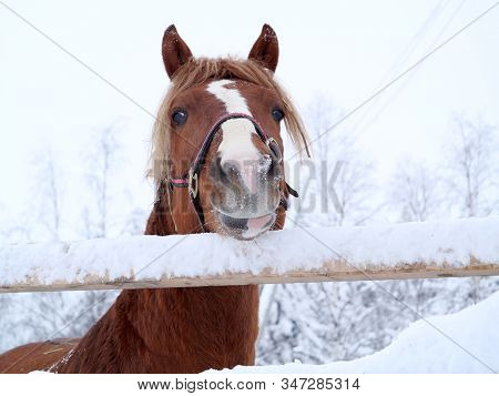 Finnish Horse In Lapland Winter Looking Over Fence