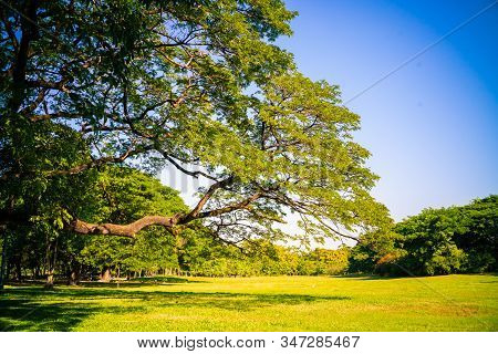 Green Tree Forest In City Park With Sunnny Day Light