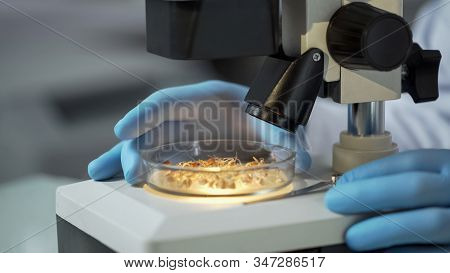 Laboratory Scientist Checking Under Microscope Quality Of Newly Bred Wheat