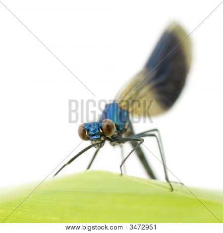 Bandas Demoiselle - Calopteryx Splendens