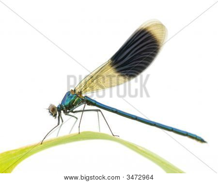 Bandas Demoiselle - Calopteryx Splendens