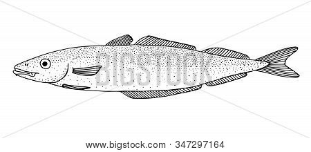 Saithe. Black Hand Drawn Realistic Outline Vector Image.