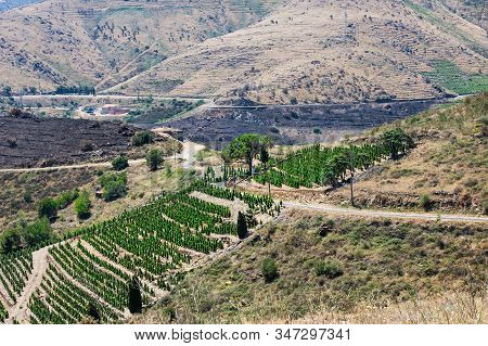 Vineyard Landscape Near Banyuls Sur Mer, Pyrenees Orientales, Roussillon, Vermilion Coast