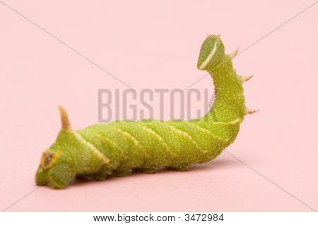 หนอนผีเสื้อเหยี่ยว Moth มะนาว - Mimas Tiliae