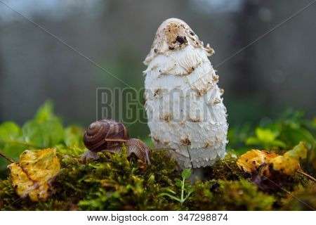 A Large Brown Snail Crawls Near A Large And White Inedible, Poisonous Mushroom On Green Moss And Gra