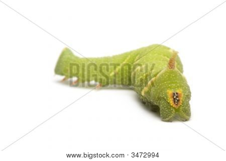 หนอนผีเสื้อเหยี่ยว Moth มะนาว - Mimas Tiliae