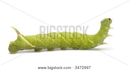หนอนผีเสื้อเหยี่ยว Moth มะนาว - Mimas Tiliae