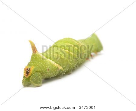 หนอนผีเสื้อเหยี่ยว Moth มะนาว - Mimas Tiliae