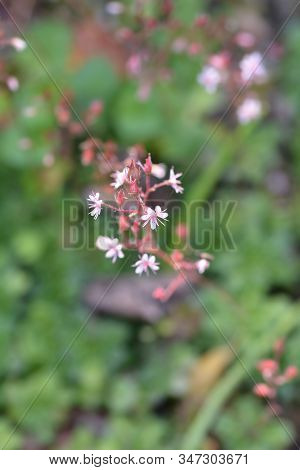 Pyrenean Saxifrage - Latin Name - Saxifraga Umbrosa