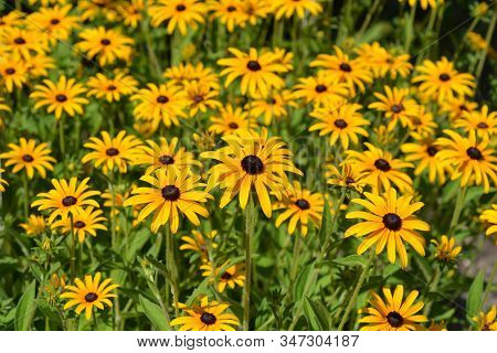 Deams Coneflowers - Latin Name - Rudbeckia Fulgida Var. Deamii (syn. Rudbeckia Deamii)