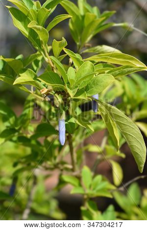 Blue Angels Trumpet - Latin Name - Iochroma Australis