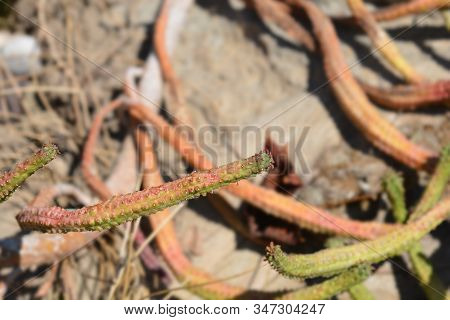 Fringed Spurge - Latin Name - Euphorbia Fimbriata