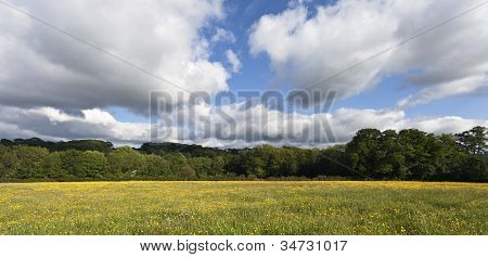 キンポウゲ夏空の下のフィールド