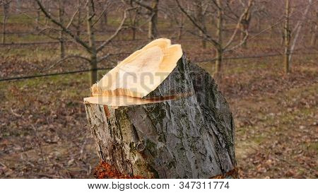 Cut Old Apple Tree In An Orchard
