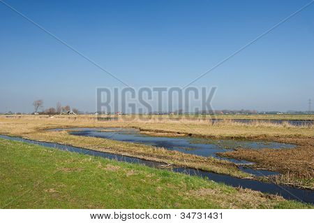 Típica paisagem holandesa com prados e pântano