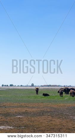 Aurochs Stand In The Field In The Hortobagy National Park In Hungary