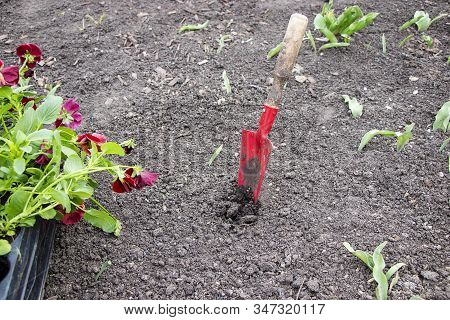 A Red Pansy Flower Is Planted In A Flower Bed. Spring Is A New Life, Seedlings. Scientific Name Viol